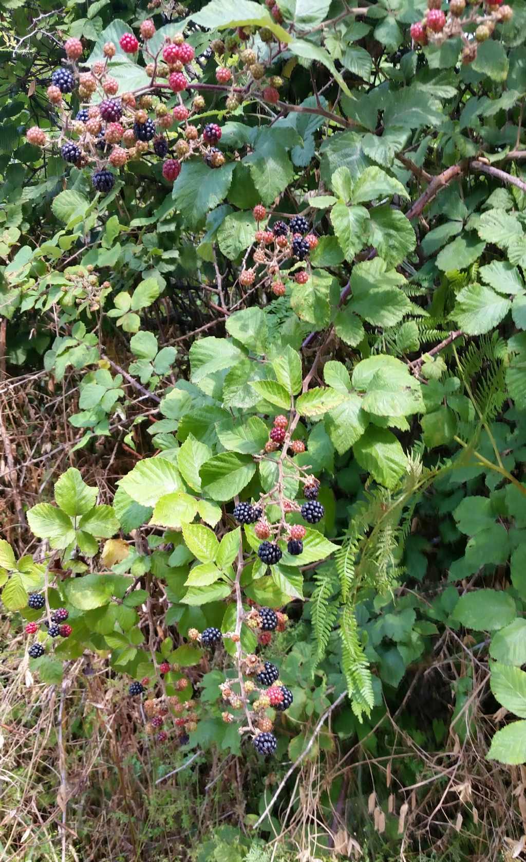 Rubus ulmifolium